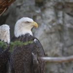 BALD EAGLES Roger Williams Park,, RI