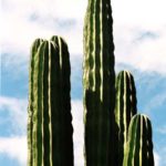 CACTI 4 San Jose del Cabo, Mexico