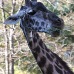 GIRAFFE Roger Williams Park, RI