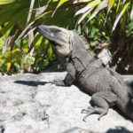 IGUANA Tulum, Mexico