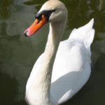 SWAN La Romana, D.R